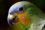 teaserpics/pixabay.com/parrot-2756488_640.jpg